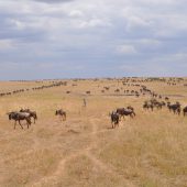  The Serengeti, TZ